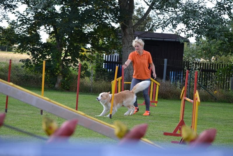 Turnier bei den Britischen Hütehunden in Gotha