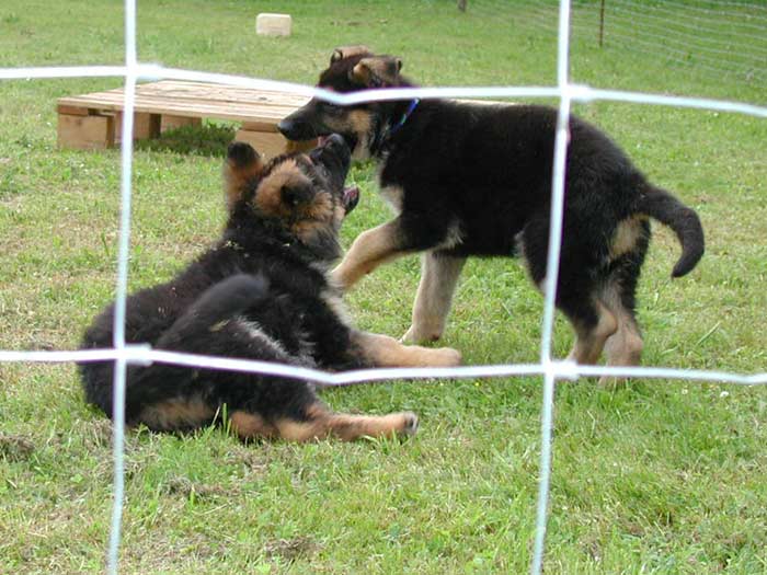 Zwei junge Hunde lernen spielerisch den Umgang miteinander