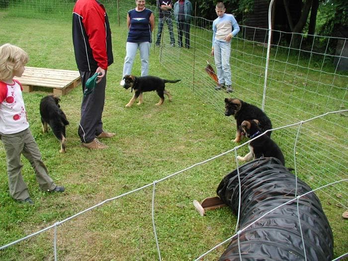 Bilder aus unserem Welpentreff
