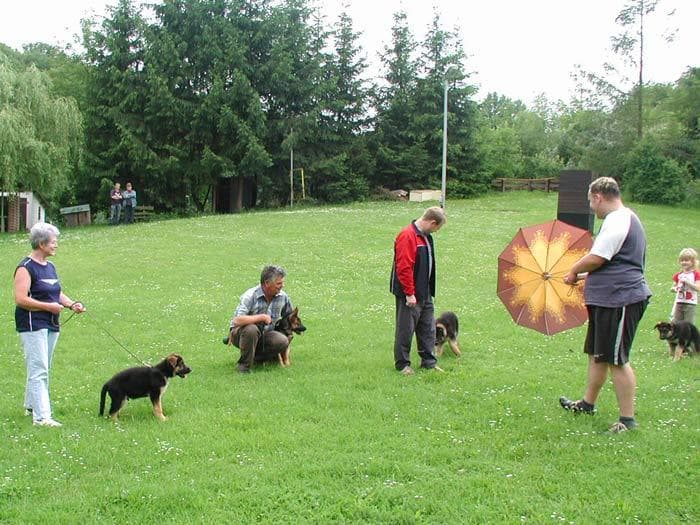 Erste Übungen im Freien mit Hund, Halter und kleinen Alltagssituationen